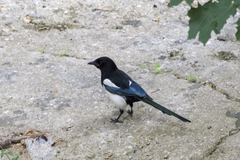 Pica pica