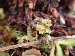 Fossombronia longiseta