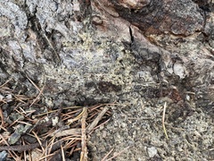 Chrysothrix candelaris