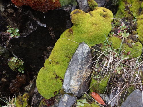 Anoectangium aestivum