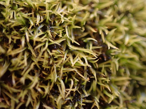 Anoectangium aestivum