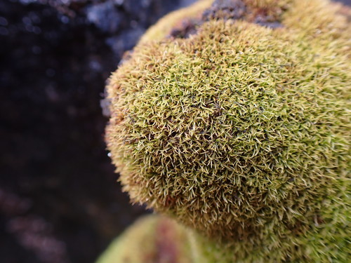 Anoectangium aestivum