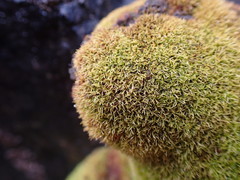 Anoectangium aestivum