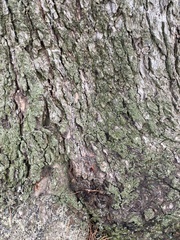 Chrysothrix candelaris