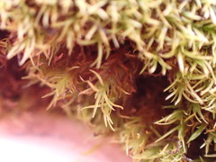 Anoectangium aestivum