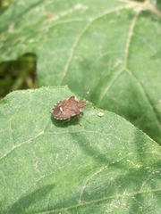 Dyroderes umbraculatus