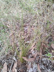 Schoenus ericetorum