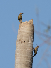 Colaptes fernandinae