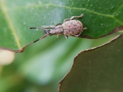 Peritelini