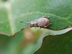 Peritelini