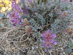 Astragalus lentiginosus variabilis