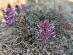 Astragalus lentiginosus variabilis