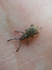 Peritelini