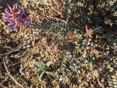 Astragalus lentiginosus variabilis