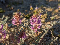 Astragalus lentiginosus variabilis