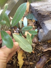 Pittosporum ralphii