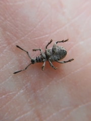 Peritelini