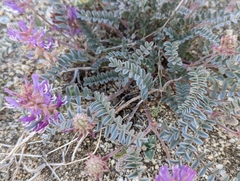 Astragalus lentiginosus variabilis