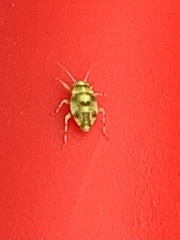 Tropidosteptes quercicola