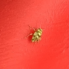 Tropidosteptes quercicola