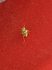 Tropidosteptes quercicola