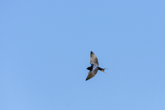 Hirundo rustica