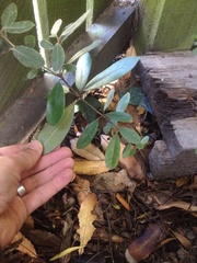 Pittosporum ralphii