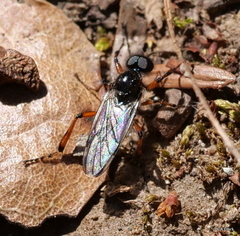 Bibio xanthopus
