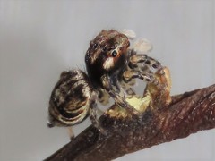 Maratus volans