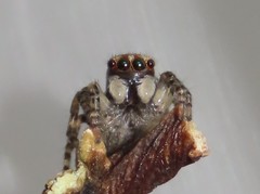 Maratus volans