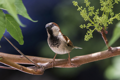 Passer domesticus
