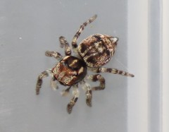 Maratus volans