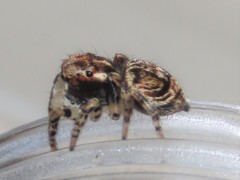 Maratus volans