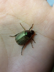 Callistethus lativittis