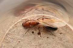 Camponotus discolor
