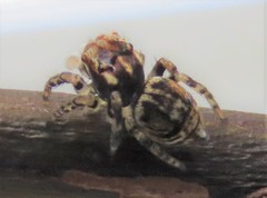 Maratus volans