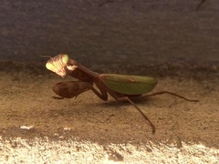 Stagmatoptera reimoseri