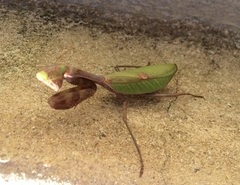 Stagmatoptera reimoseri