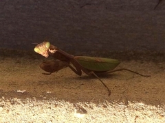 Stagmatoptera reimoseri