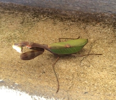Stagmatoptera reimoseri
