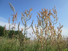 Rumex thyrsiflorus