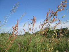 Rumex thyrsiflorus
