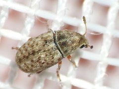 Trigonorhinus limbatus