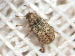 Trigonorhinus limbatus