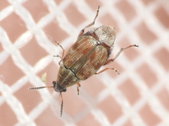 Acanthoscelides tridenticulatus