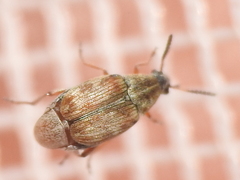 Acanthoscelides tridenticulatus