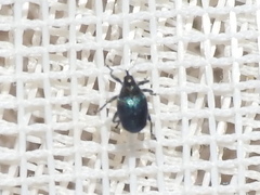 Ceutorhynchus americanus