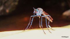 Archilestris capnopterus