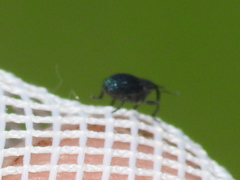 Ceutorhynchus americanus