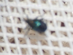 Ceutorhynchus americanus